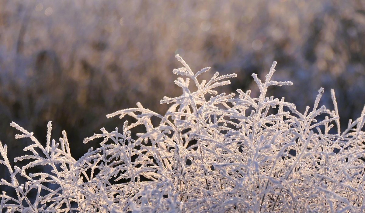 How the British Crisp Became a National Snack